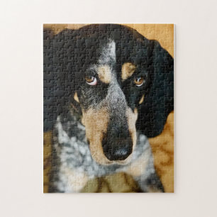 Blue Tick Coonhound Jigsaw Puzzle