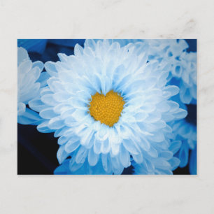 Blue Tinted Chrysanthemums Natuur Foto Oekraïne Po Briefkaart
