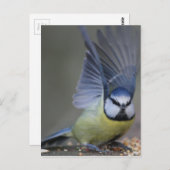 Blue tit bird beautiful wings briefkaart (Voorkant / Achterkant)