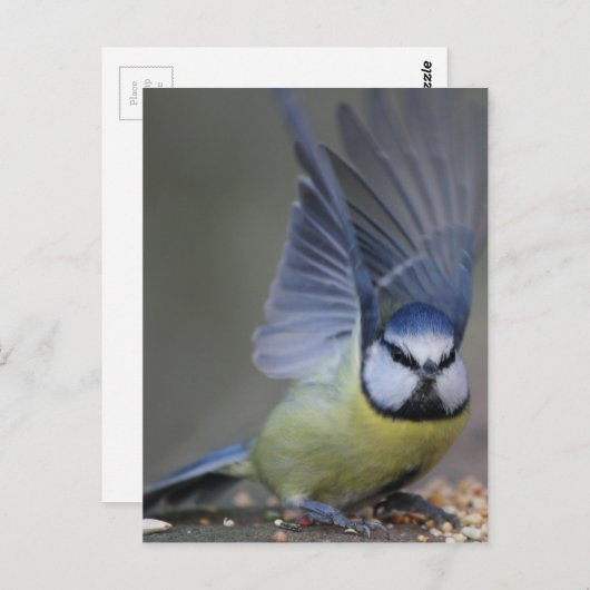 Blue tit bird beautiful wings briefkaart (Voorkant / Achterkant)