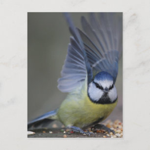 Blue tit bird beautiful wings briefkaart