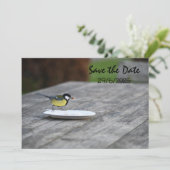 Blue Tit Bird Feed Enregistrer La Carte D'Invitati (Debout devant)