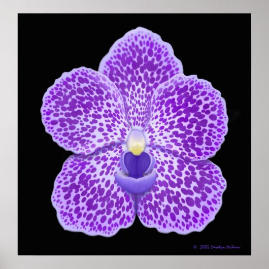 Blue Vanda Orchid Bloom Print (Voorkant)