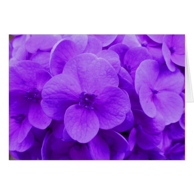 Blue Violet Hydrangea (Voorkant Horizontaal)