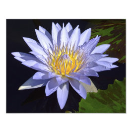 Blue Water Lily 14-inch x 11-inch foto afdrukken Afdruk