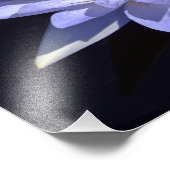 Blue Water Lily 14" x 11" Photo Imprimer (Coin)