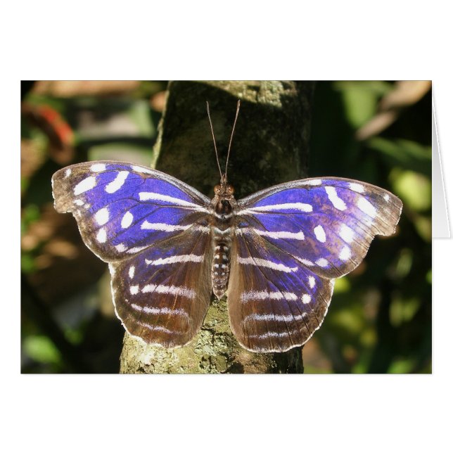 Blue Wave Butterly (Voorkant Horizontaal)