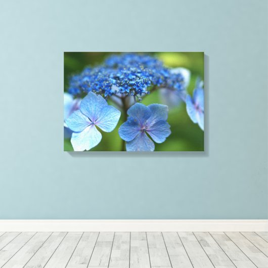 Blue Wave Lacecap Hortensia Canvas Afdruk (Insitu (Houten vloer))