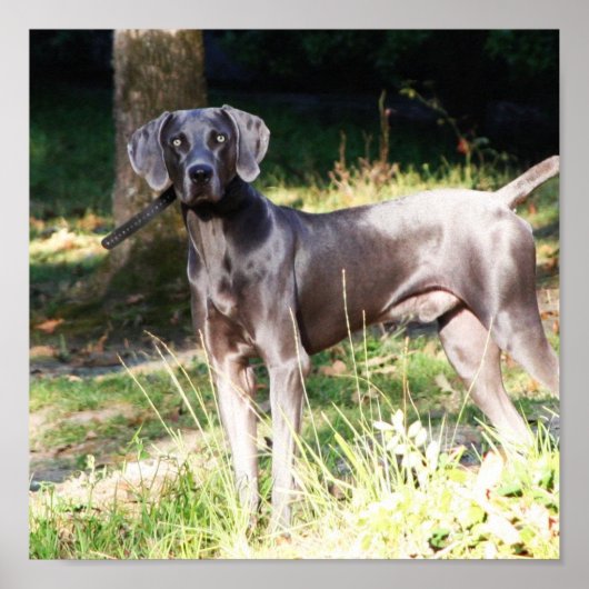 Blue Weimaraner Poster (Voorkant)