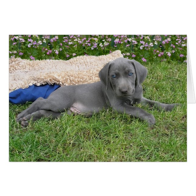 Blue Weimaraner Puppy (Voorkant Horizontaal)