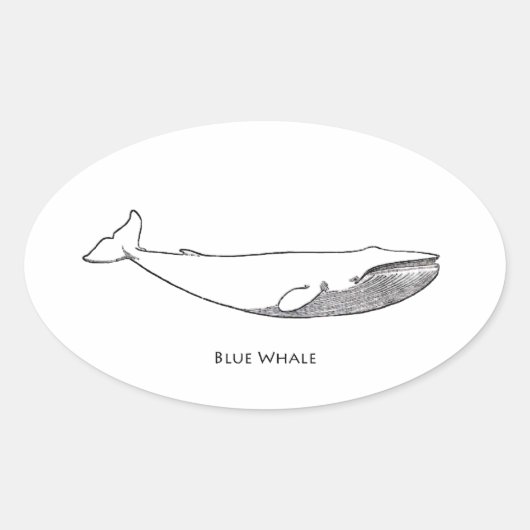 Blue Whale Illustratie (lijntekening) Ovale Sticker (Voorkant)