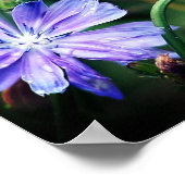 Blue Wild Chicory Flower Trio Poster (Hoek)