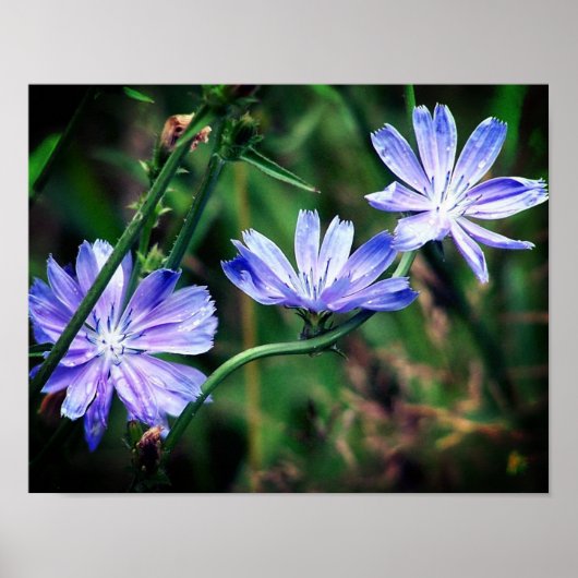 Blue Wild Chicory Flower Trio Poster (Voorkant)