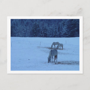 Blue Winter Horses Briefkaart