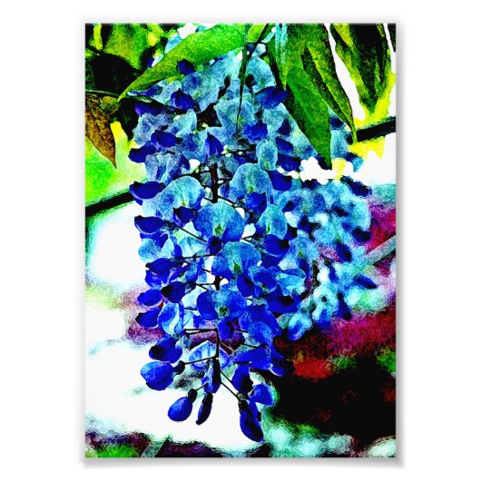Blue Wisteria Foto Afdruk (Voorkant)