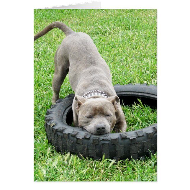 Blue Young Staffordshire Bull Terrier (Voorkant)