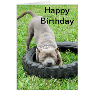 Blue Young Staffordshire Bull Terrier, Bday Kaart