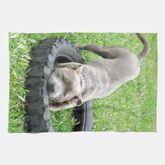 Blue Young Staffordshire Bull Terrier Theedoek (Horizontaal)