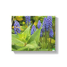 Bluebell Bloemen Kunst Fotoprint op Canvas