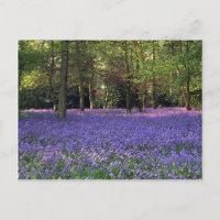 Bluebell Bossen, Engeland