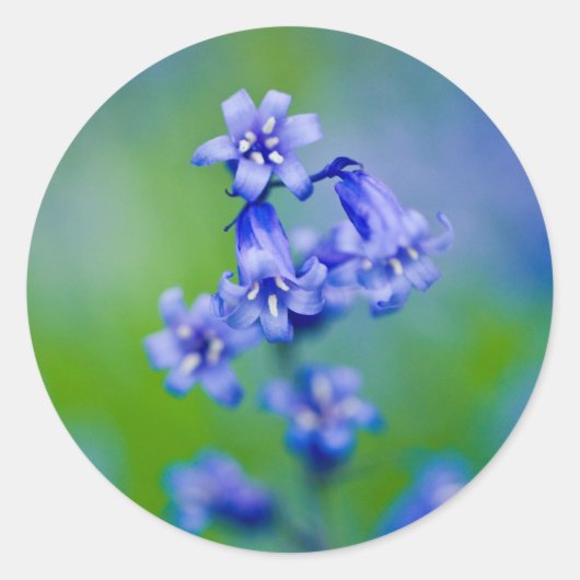 Bluebell flower sticker (Voorkant)