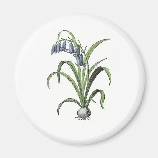 Bluebell Magneet (Voorkant)