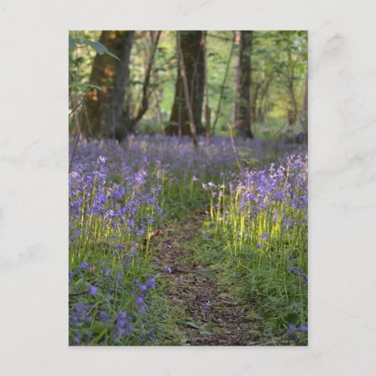 Bluebell Path Briefkaart (Voorkant)