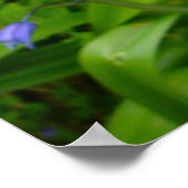 BLUEBELL ~ Poster (Coin)