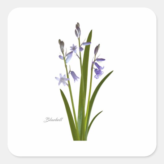 Bluebell Vierkante Sticker (Voorkant)