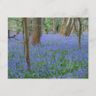 Bluebell Wood Briefkaart