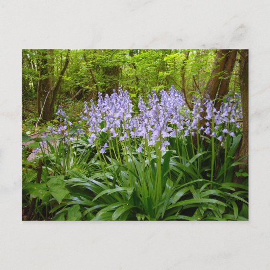 BLUEBELL WOOD BRIEFKAART (Voorkant)