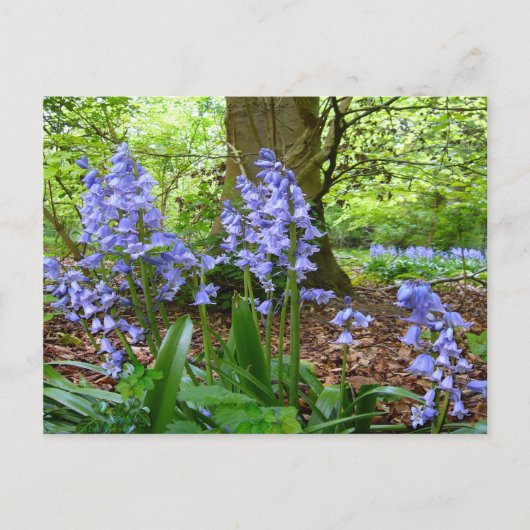 BLUEBELL WOOD ~ Briefkaart # 3 (Voorkant)