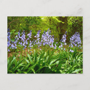 BLUEBELL WOOD ~ Briefkaart # 5