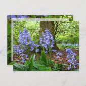BLUEBELL WOOD ~ Carte postale (Devant / Derrière)