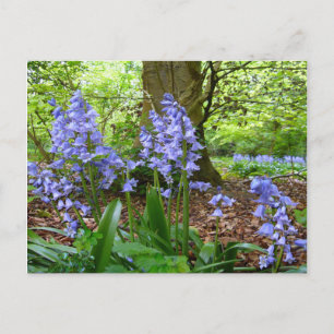 BLUEBELL WOOD ~ Carte postale