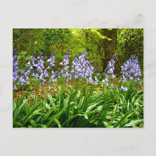 BLUEBELL WOOD ~ Carte postale # 5 (Devant)
