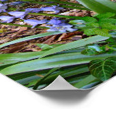 BLUEBELL WOOD ~ Poster # 2 (Coin)