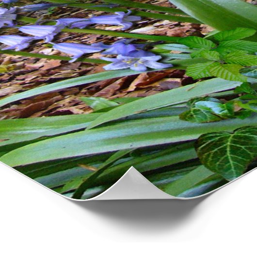 BLUEBELL WOOD ~ Poster # 2 (Coin)