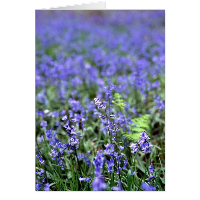 Bluebells (Devant)