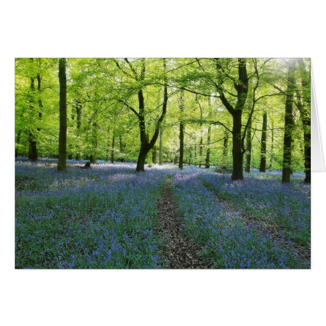 Bluebells anglais (Devant horizontal)