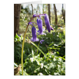 Bluebells Blank Note Kaart