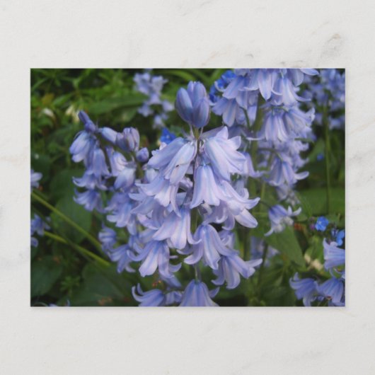 Bluebells Briefkaart (Voorkant)
