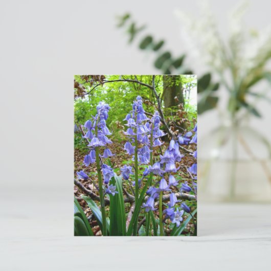 BLUEBELLS ~ Carte postale (Debout devant)