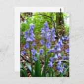 BLUEBELLS ~ Carte postale (Devant / Derrière)