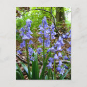 BLUEBELLS ~ Carte postale (Devant)