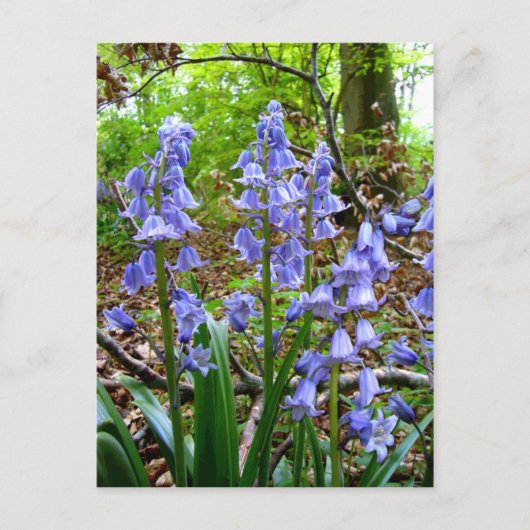 BLUEBELLS ~ Carte postale (Devant)