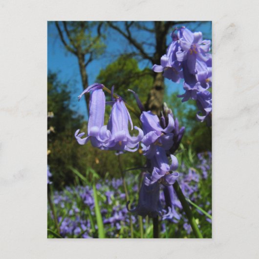 Bluebells, Essex, Angleterre - Carte postale (Devant)