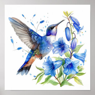Bluebells Hummingbird Waterverf Print