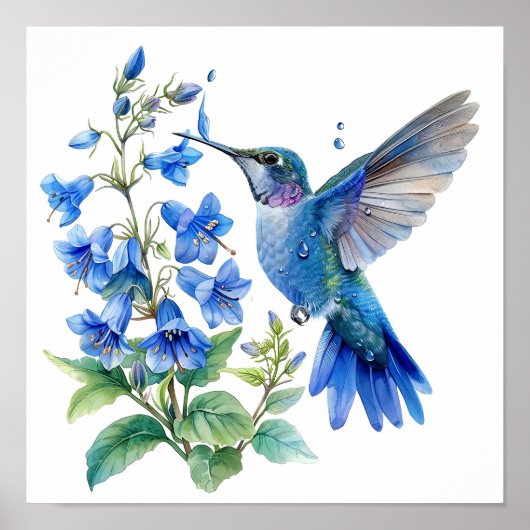 Bluebells Hummingbird Waterverf Print (Voorkant)