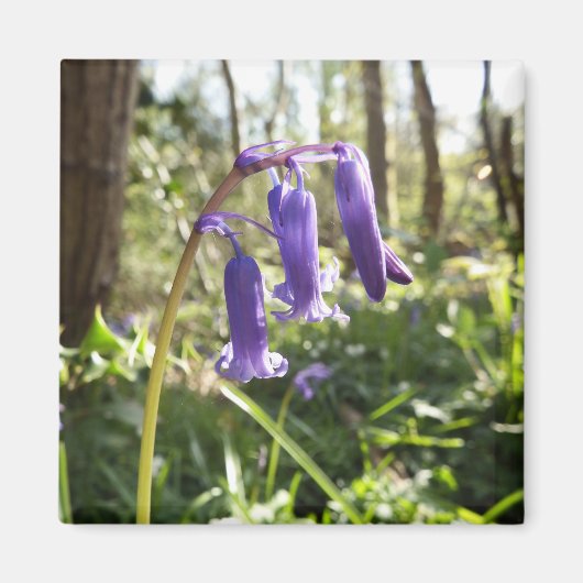 Bluebells Magnet Magneet (Voorkant)